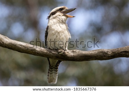 Laughing Kookaburra with mouth open Royalty-Free Stock Photo #1835667376
