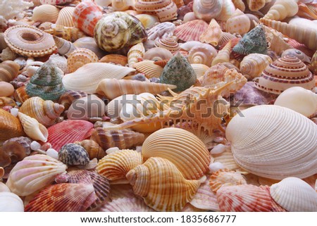 Colorful seashells as background, sea shells collection
