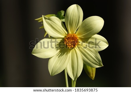 Flowers Dahlia Minion - Dahlia Pinnata close-up very delicate and beautiful