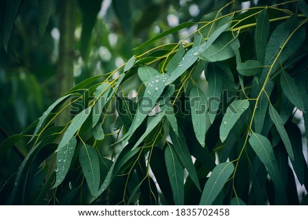 Eucalyptus leaves. branch eucalyptus tree nature background Royalty-Free Stock Photo #1835702458