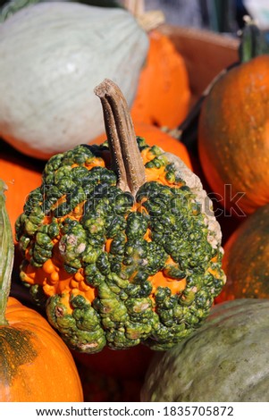 Lumpy bumpy pumpkin on the farm in October 2020