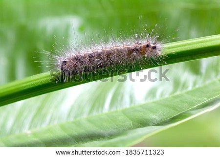 Caterpillar on green stalk on the tree / Selected focus 

