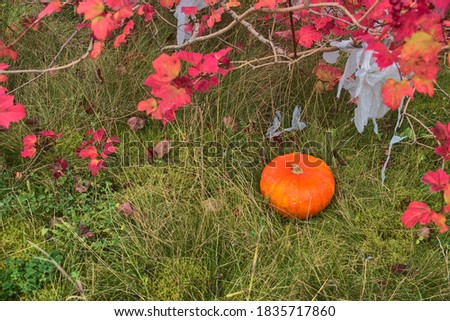 Beautiful autumn small single orange pumpkin in grass beside maple tree with red leaves. Halloween 2020. Pumpkin on the lawn. Autumnal background. Copy space.  Autumn harvest, Dublin, Ireland