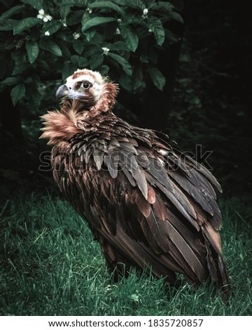vulture standing in grass at zoo