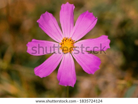 Pink Cosmea Rose. Beautiful Cosmos Flower isolated on background. Cosmos. delicate pink forest chamomile flower close-up centered for background and text