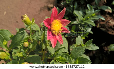 scenic view of magenta and yellow color dahlia flower and plant 
