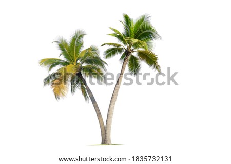 Coconut palm tree isolated on white background. Royalty-Free Stock Photo #1835732131