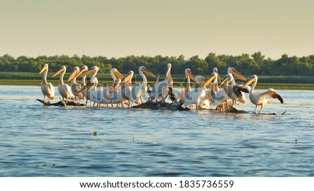 Great white pelican - Pelecanus onocrotalus - Danube Delta, Romania