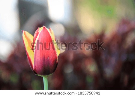 Delicate tulip on a purple background