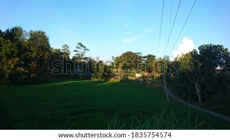 Rice Field in the village with blue sky