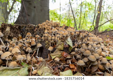 small poisonous mushrooms on the forest ground on a dead tree trunk, outdoors