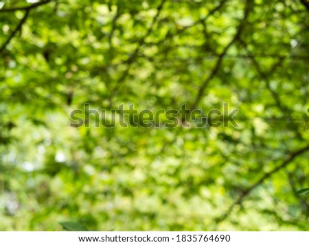Blurred defocused image of leaf for nature background. Abstract background from the leaf.