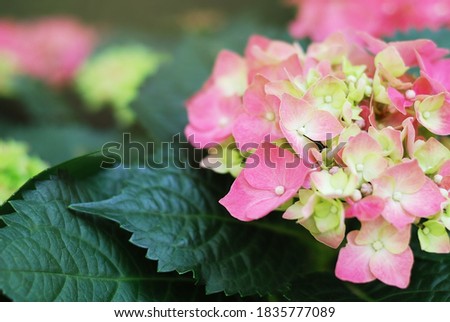 Blooming of sweet pink hydrangea in outdoor garden soft morning light. Close up image hydrangea flowers background.