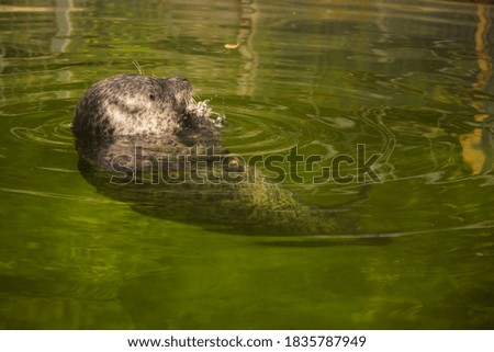 Trickling sea lion in the water