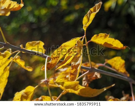 photo of dry yellow autumn leaves on a branch