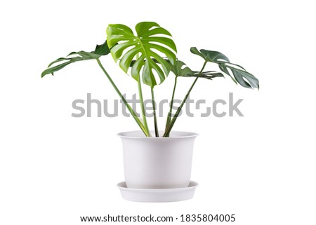 Monstera deliciosa plant green leaves with white pot isolated on white background, clipping path