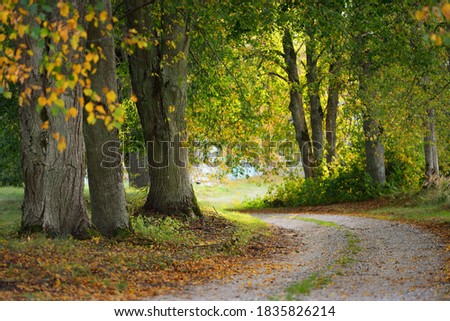 An empty rural road (alley) through the colorful deciduous trees with green, golden, orange, red and yellow leaves. Natural tunnel. Sunset light. Eco tourism, cycling, vacations, recreation, walking
