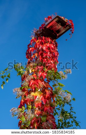 a street lamp is completely overgrown with red vine leaves