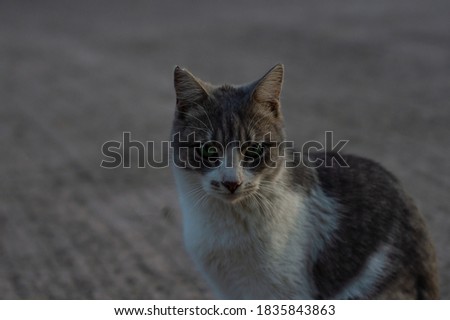 cute cat looking at camera in ourdoor park - copy space area