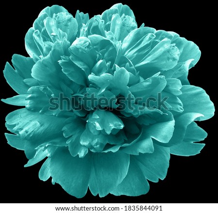 turquoise peony flower on black isolated background with.  For design.  Closeup.  Nature.