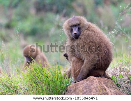 guinea baboon sitting looking at camera