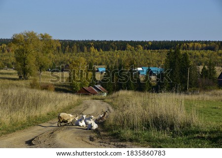 A small herd of domestic goats is resting quietly on the field road leading to the village and the autumn forest. Autumn is in full swing in the foothills of the Western Urals.