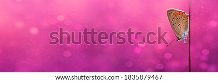 Banner with beautiful butterfly on a blade of field grass is on the pink background with bokeh lights. Nature landscape. Pastoral rural artistic image. Summer or autumn season. Copy space for text