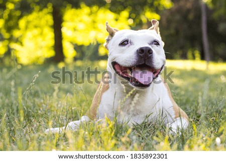 Friendly Dog having a big smile