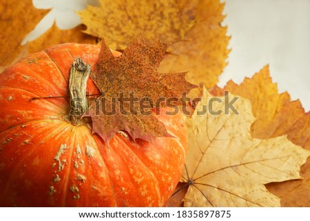Orange pumpkin on the background of autumn leaves, top view. Natural material, preparation for the international holiday Halloween. Bright autumn background with pumpkin.Copy space