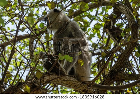 Wild monkey sitting on the tree, Sri Lanka