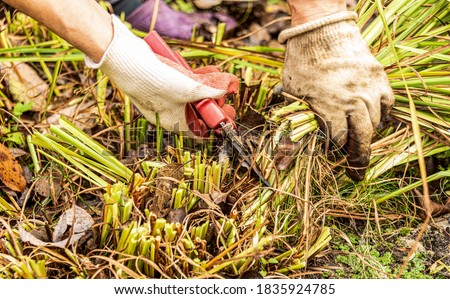 Pruning perennial plants for the winter with a secateurs. A woman in gardening gloves works in the garden. Royalty-Free Stock Photo #1835924785