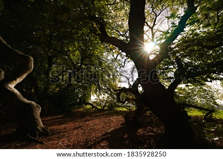 Beech tree with the Latin name Fagus sylvatica var. Suentelensis in the backlight