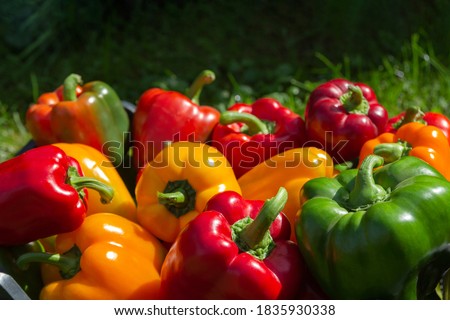 a colorful mix of paprika capsicum in a box on a green grass background.Close up. Royalty-Free Stock Photo #1835930338