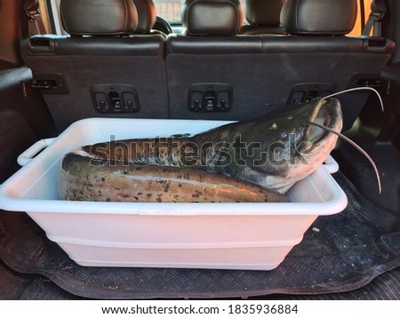 The river catfish transporting on car