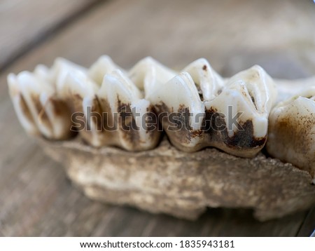 A partial piece of old animal jawbone is pictured featuring white teeth.