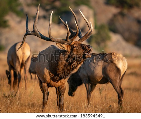 wild elk in the west. Royalty-Free Stock Photo #1835945491