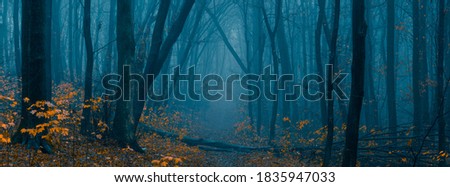 Mysterious pathway. Footpath in the dark, foggy, autumnal, misty forest with high trees. Arch through autumnal forest with yellow leaves. Wide angle panoramic landscape. Royalty-Free Stock Photo #1835947033