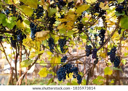Red black bunches Izabella grapes growing in vineyard with blurred background and copy space. Harvesting in the vineyards concept.