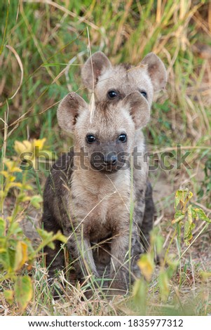 2 Hyena cubs seen on a safari in South Africa