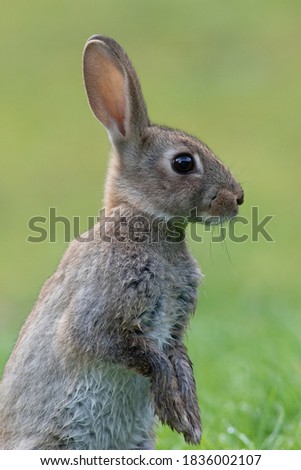 rabbit side on with a green grass background