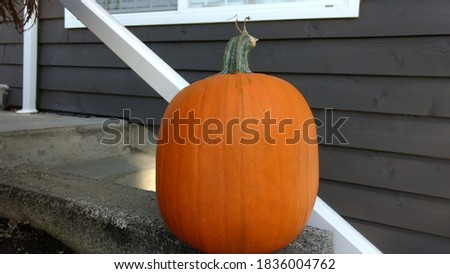Single uncarved pumpkin out for Halloween