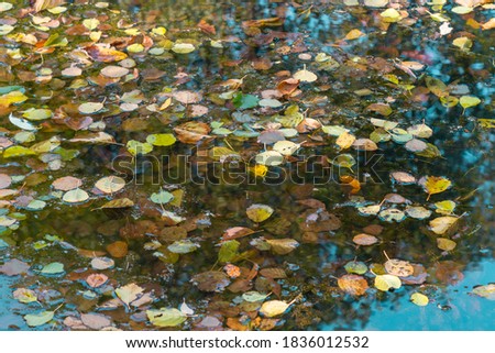 Colourful fall leaves in pond lake water. Sunny autumn day foliage.
