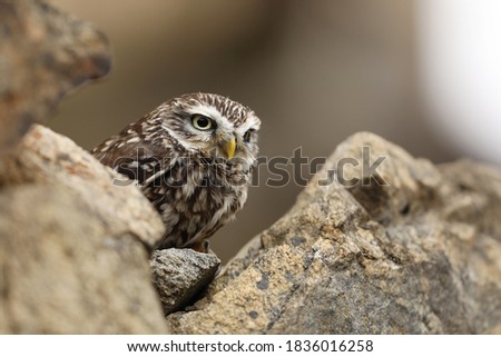 Little Owl, Athene noctua, bird in the old urban habitat, stone castle wall, Czech republic. One of tha small owl species