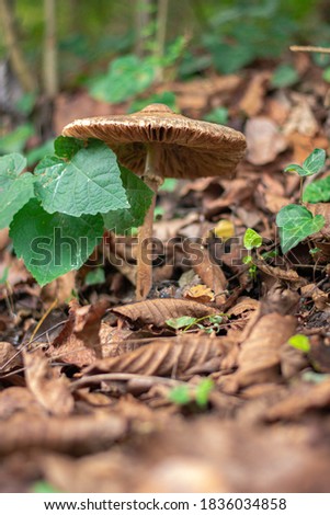 A picture of a huge wild mushroom in a green forest