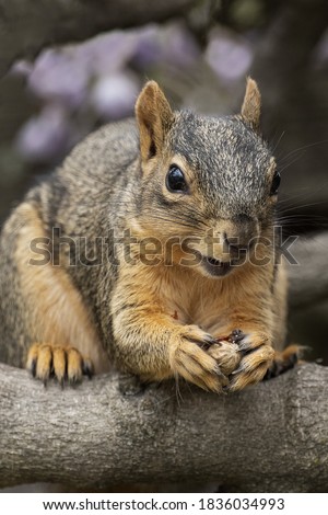 Fox Squirrel with peanut in it's paws