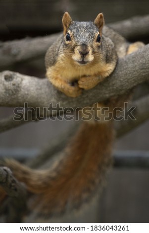 Fox Squirrel on tree branch staring at you