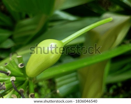 Green bud with natural background