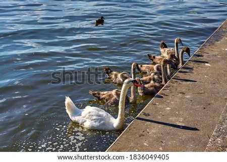 Mute swan and its cygnets being fed by tourists in Lake Drwęca, Ostróda, Poland