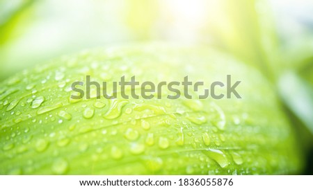 Abstract blurred of water drop on green leaves background. Soft focus.