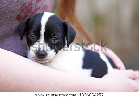 Tiny black and white puppy from the shelter is being held in her foster's lap lovingly while the puppy looks forward at the camera for a closeup portrait.                               